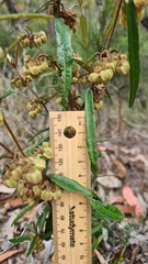 Lasiopetalum ferrugineum