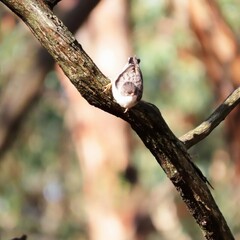 Daphoenositta chrysoptera