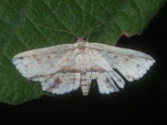 Hyposada ruptifascia