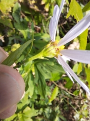 Aster yomena