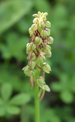 Orchis anthropophora