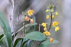 Polystachya pubescens