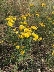 Pentanema britannica