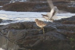 Calidris acuminata