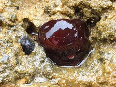 Actinia tenebrosa