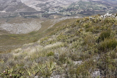 Pelargonium cucullatum strigifolium