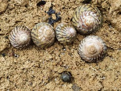 Bembicium nanum