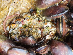 Brachidontes rostratus
