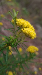 Cassinia aureonitens