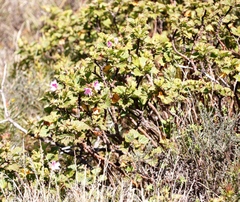 Pelargonium cucullatum strigifolium
