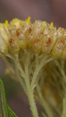 Cassinia aureonitens