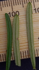 Cassinia aureonitens