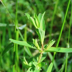Hypericum gramineum