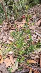 Micrantheum ericoides