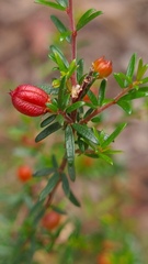 Micrantheum ericoides