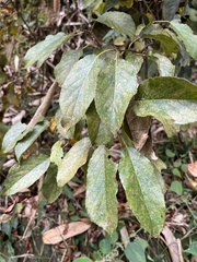 Actinidia rufa