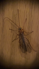 Ophion obscuratus