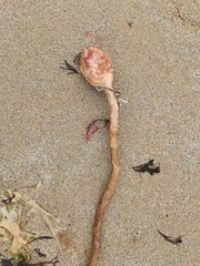 Pyura gibbosa