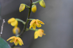 Polystachya pubescens