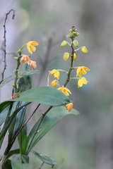 Polystachya pubescens