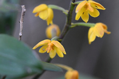 Polystachya pubescens