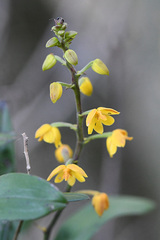 Polystachya pubescens