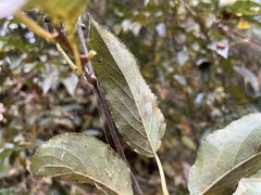 Actinidia rufa