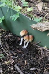 Coprinellus truncorum