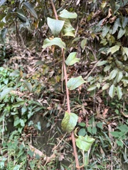 Actinidia rufa