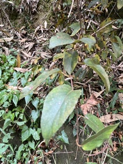 Actinidia rufa