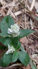Gomphrenoideae
