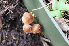 Coprinellus truncorum