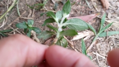 Gomphrenoideae
