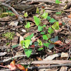 Platylobium obtusangulum