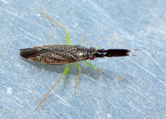 Heterotoma planicornis