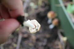 Coprinellus truncorum