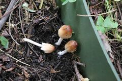 Coprinellus truncorum