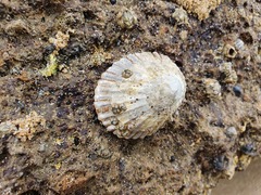 Cellana tramoserica