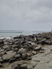 Phalacrocorax fuscescens