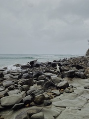 Phalacrocorax fuscescens