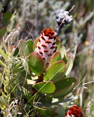 Protea speciosa