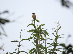 Lanius bucephalus