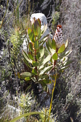 Protea speciosa