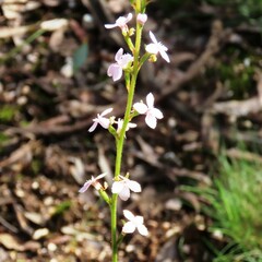 Stylidium graminifolium