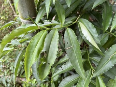 Ardisia virens