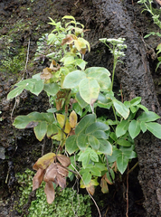 Scandia rosifolia