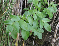 Scandia rosifolia