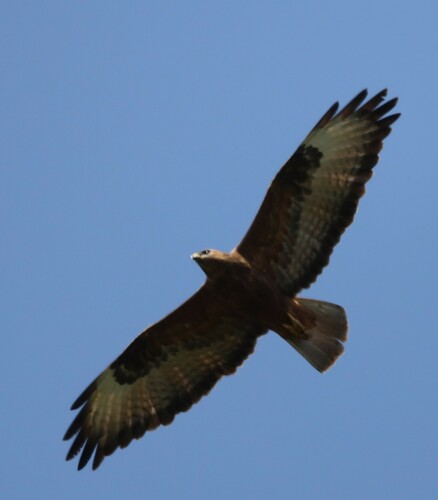 Common Buzzard (Steppe)