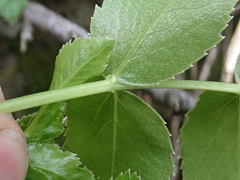 Scandia rosifolia