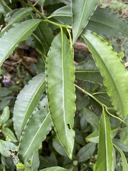 Ardisia virens